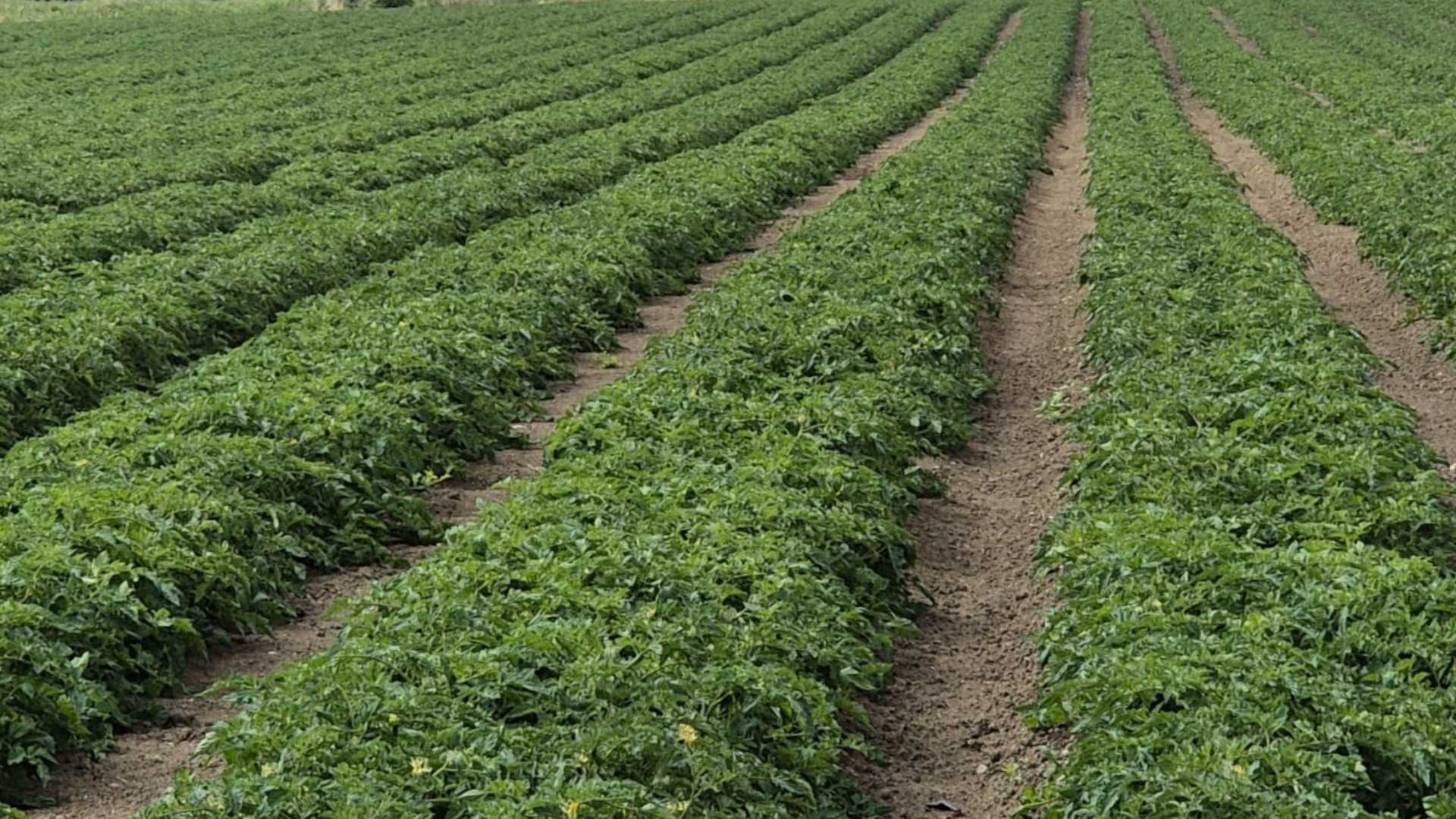 Infortunio nei campi, due operai agricoli feriti alle gambe