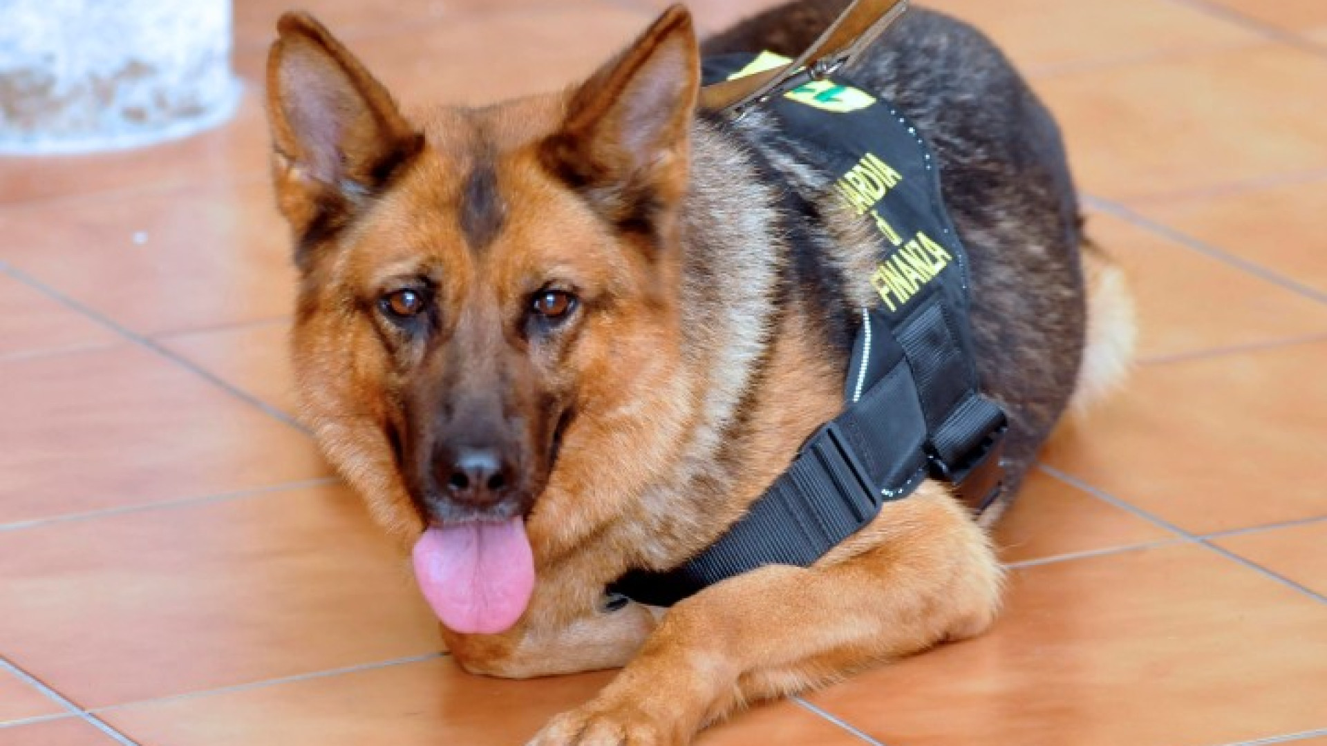 Arrestati due corrieri della droga. Avevano un chilo e mezzo di stupefacenti