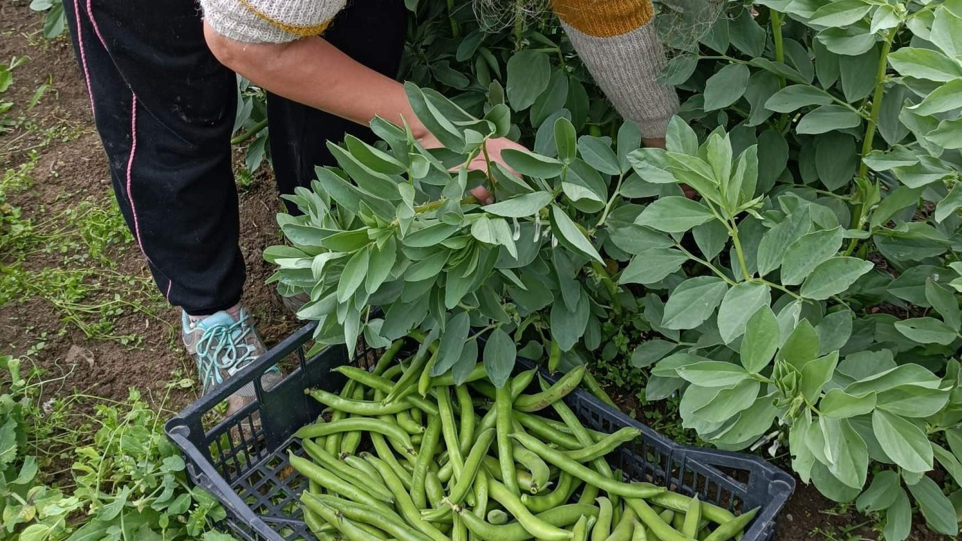 Gli orti del progetto "Prossima fermata" entrano nella rete di Slow Food