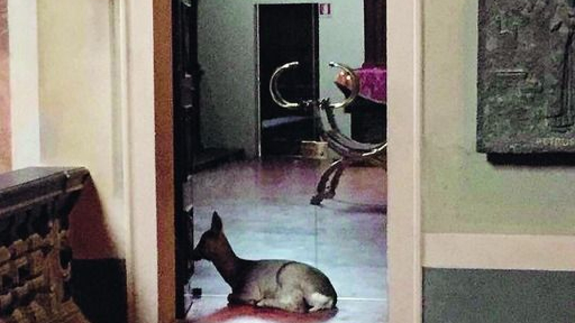 Bobbio: capriolo entra in Duomo e fa ritardare la messa