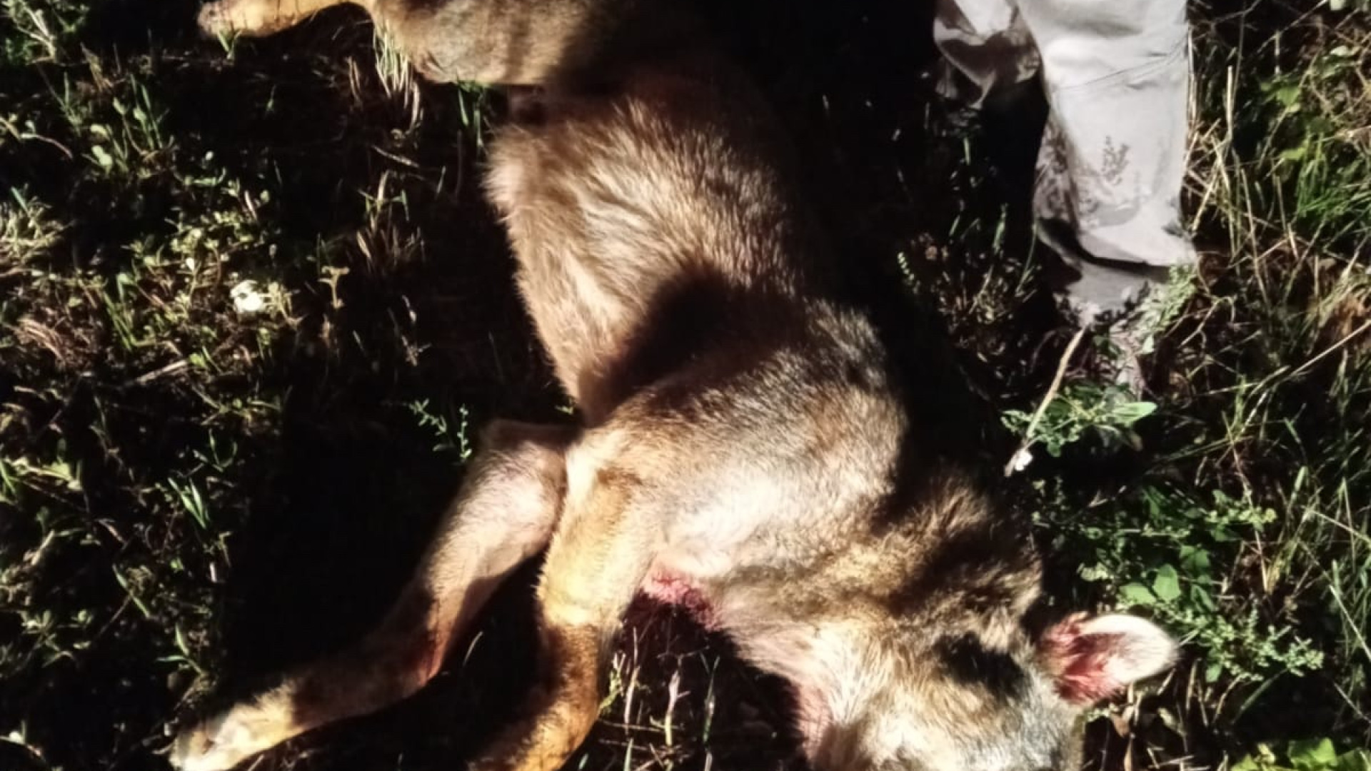 A Ponte Vangaro trovato un lupo morto lungo la Statale 45