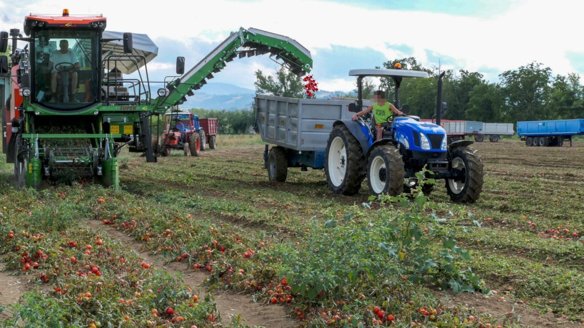 Confagricoltura: "Senza accordo preoccupazione per l'oro rosso"