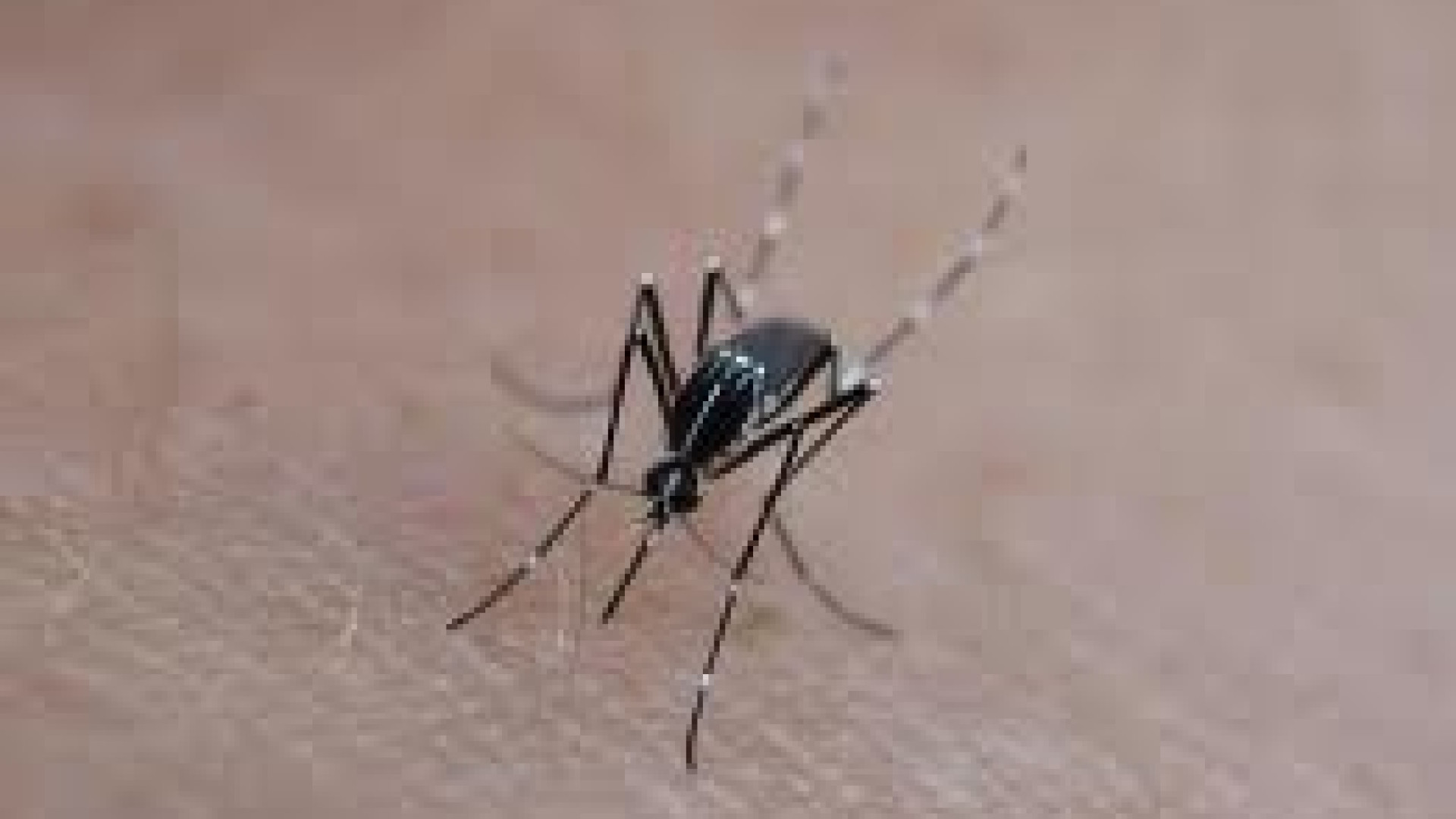 Virus West Nile dalle zanzare: 9 casi in Regione, uno nel Piacentino