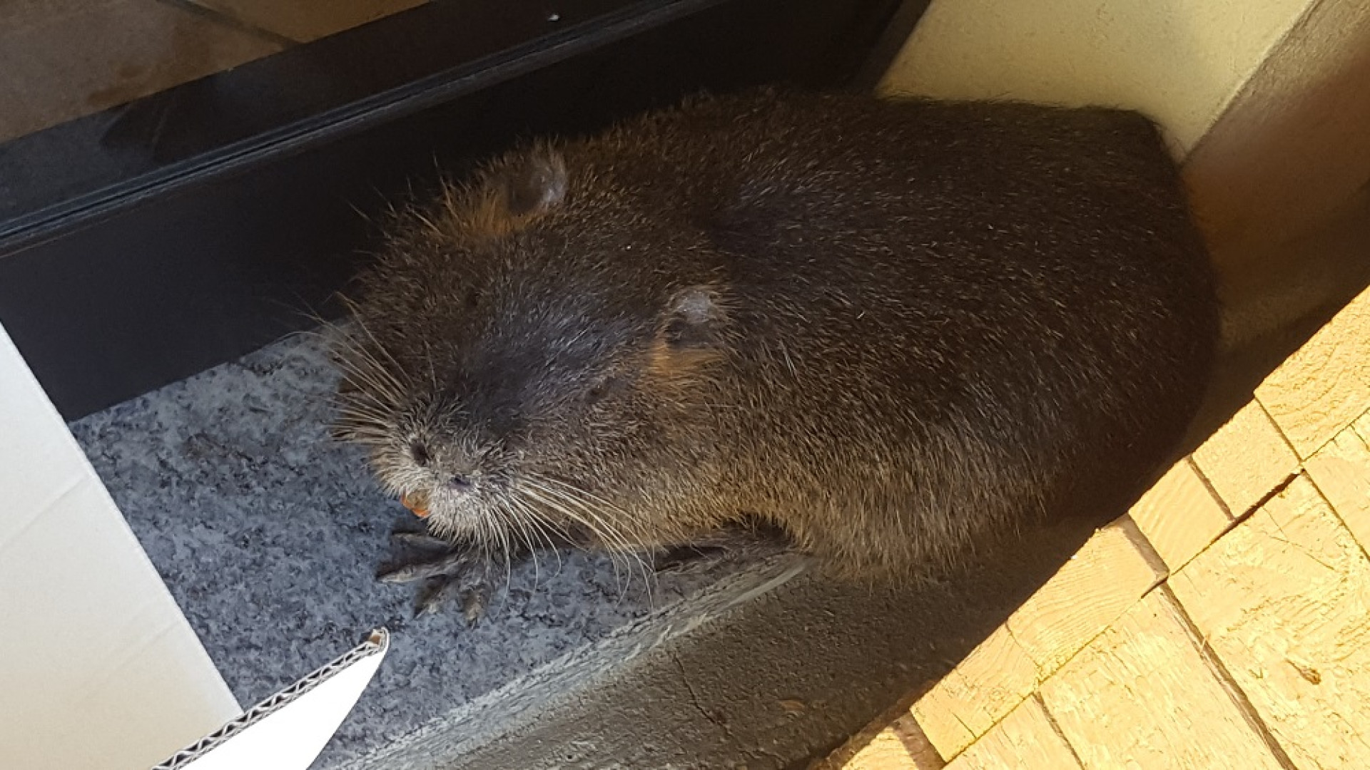 Nutria irrompe tra i negozi e semina il panico in via Emilia Parmense GUARDA IL VIDEO
