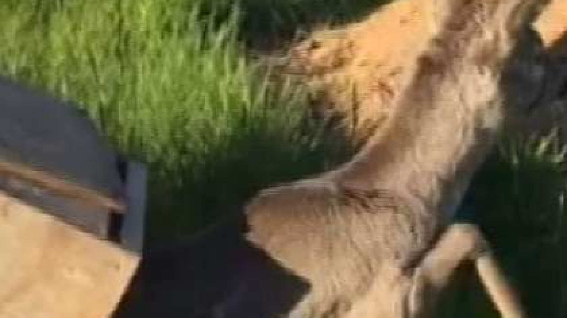 Capriolo imprigionato a Pontenure: il video della liberazione in collina