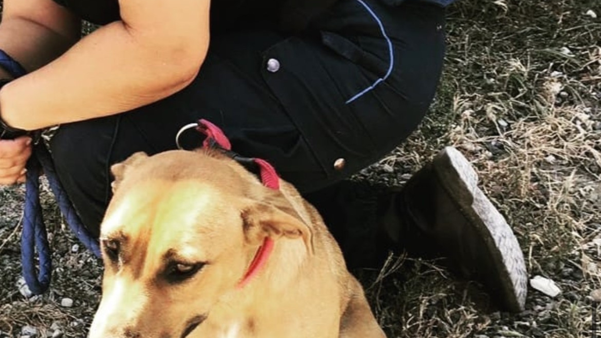 Enpa con la raccolta firme contro i cani vaganti a Coli. "Il Comune si adegui"