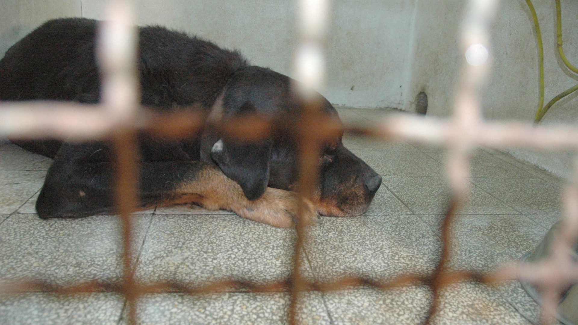 Rottweiler fugge e semina il panico: due persone ferite e pincher azzannato