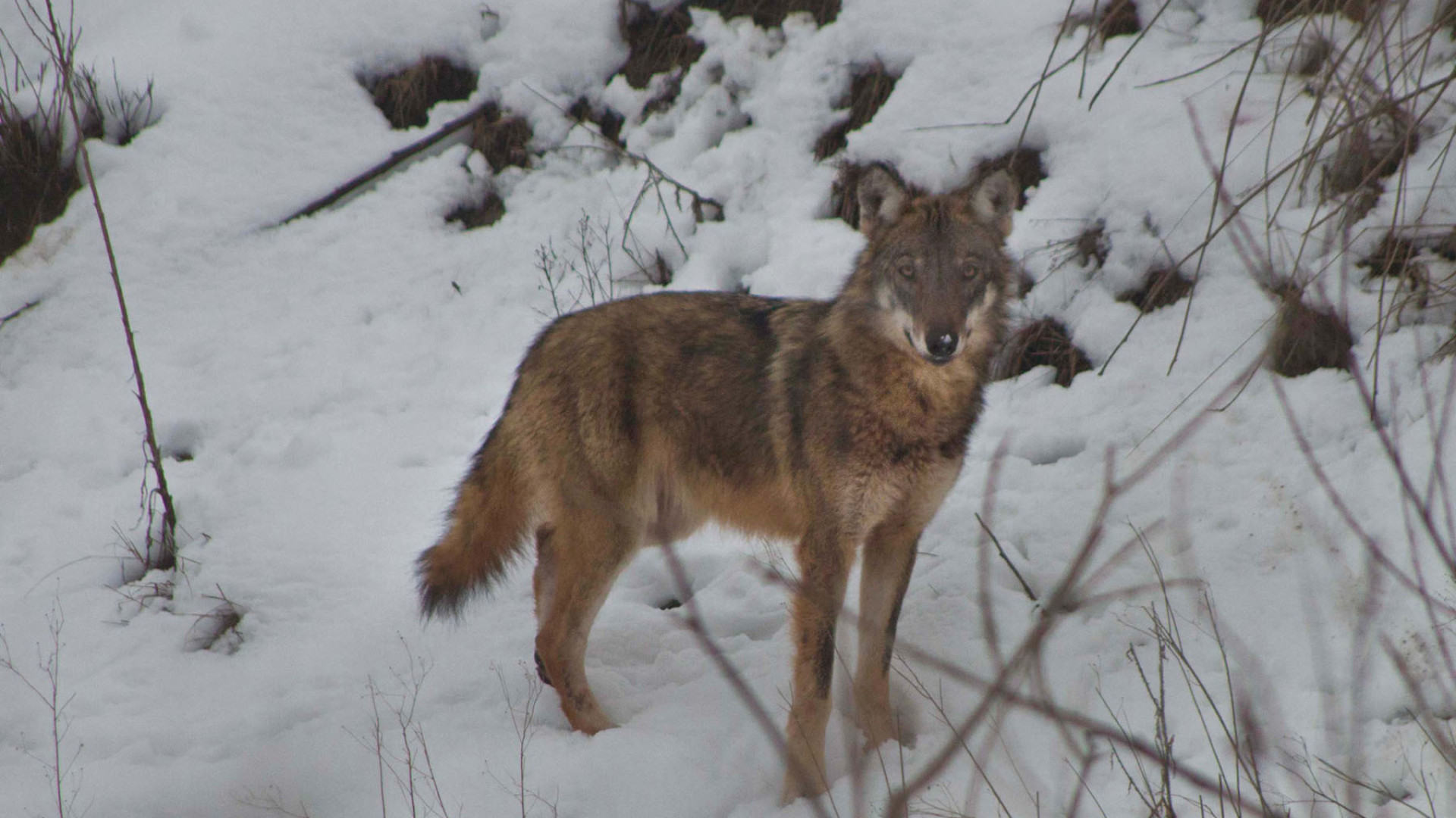 "Diffondere la paura dei lupi non aiuta il turismo. Oggi vanno dove c’è cibo"