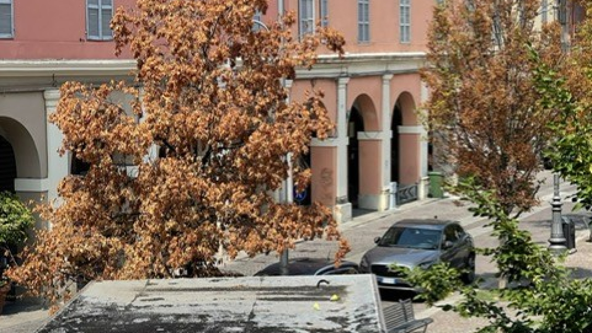 Alberi "autunnali" in piazza Duomo per le temperature alte: "Irrigazione di soccorso"