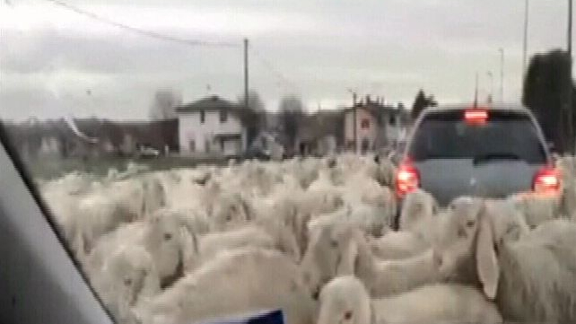 Automobilisti in "ostaggio" del gregge: c'è anche un piacentino. Il video