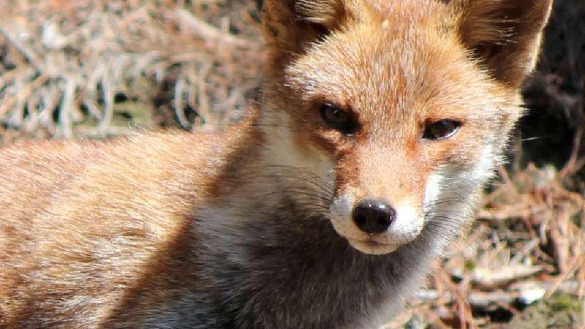 Volpi allevate e abbandonate, l’esperto: “Non potranno più vivere in natura”