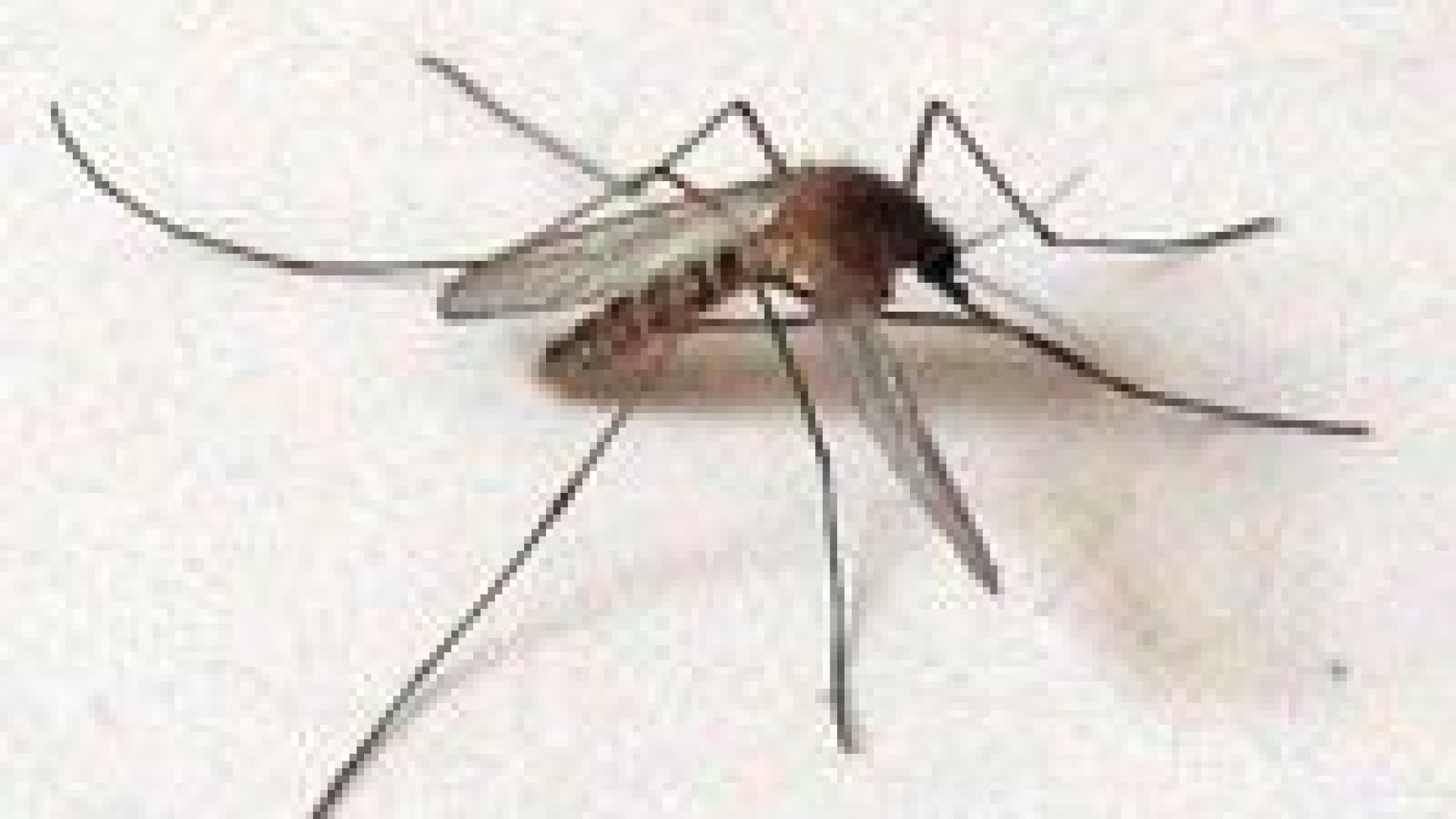 Virus West Nile, trovato focolaio tra le zanzare piacentine: via agli interventi
