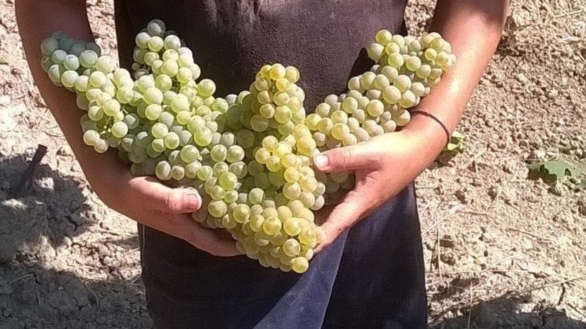 In Valtidone produzione in calo del 30% ma raccolti grappoli giganti