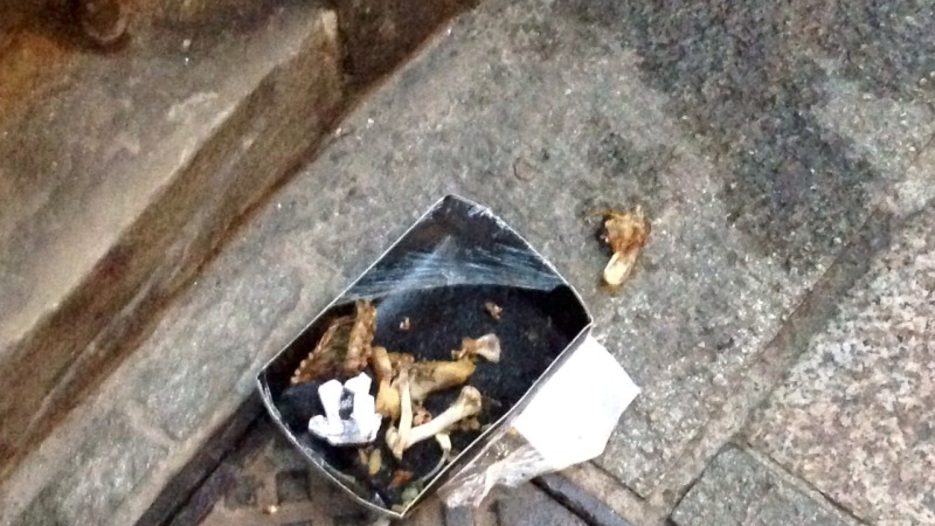 Bocconi di pollo in via Romagnosi, preoccupazione tra i proprietari di cani