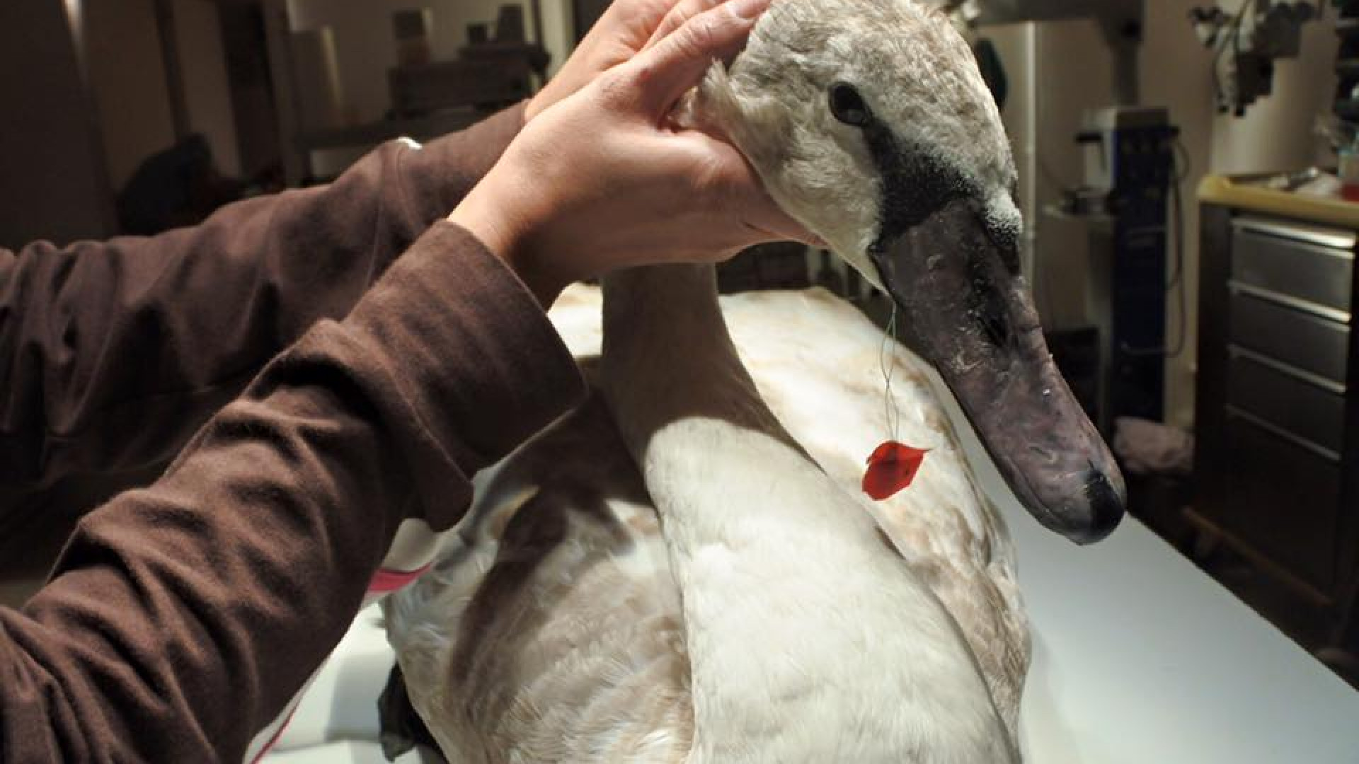 Due ami nell'esofago: veterinari piacentini salvano il cigno ferito sul Po