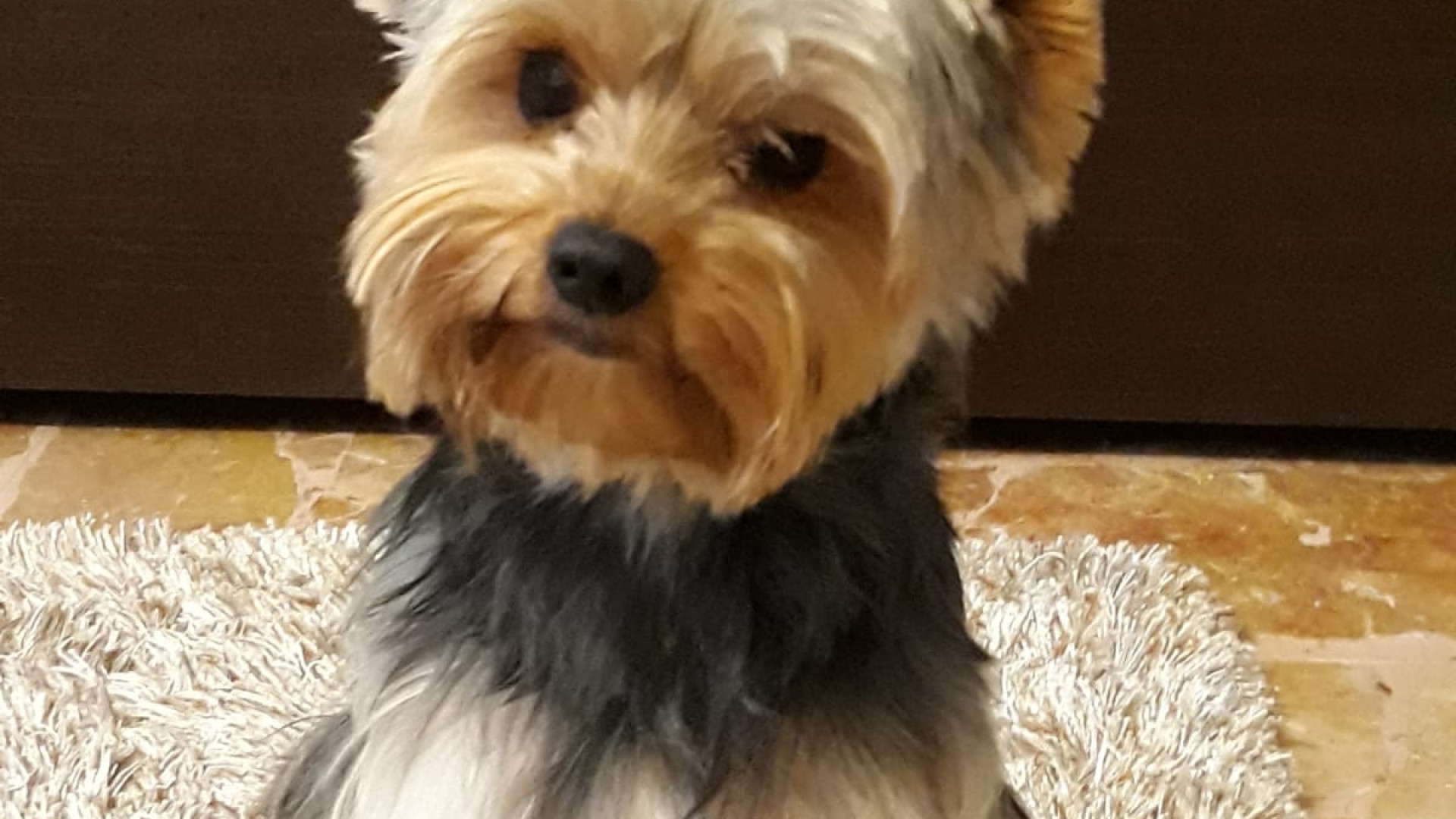 Yorkshire azzannato a morte da cane di grossa taglia, i cui proprietari poi fuggono