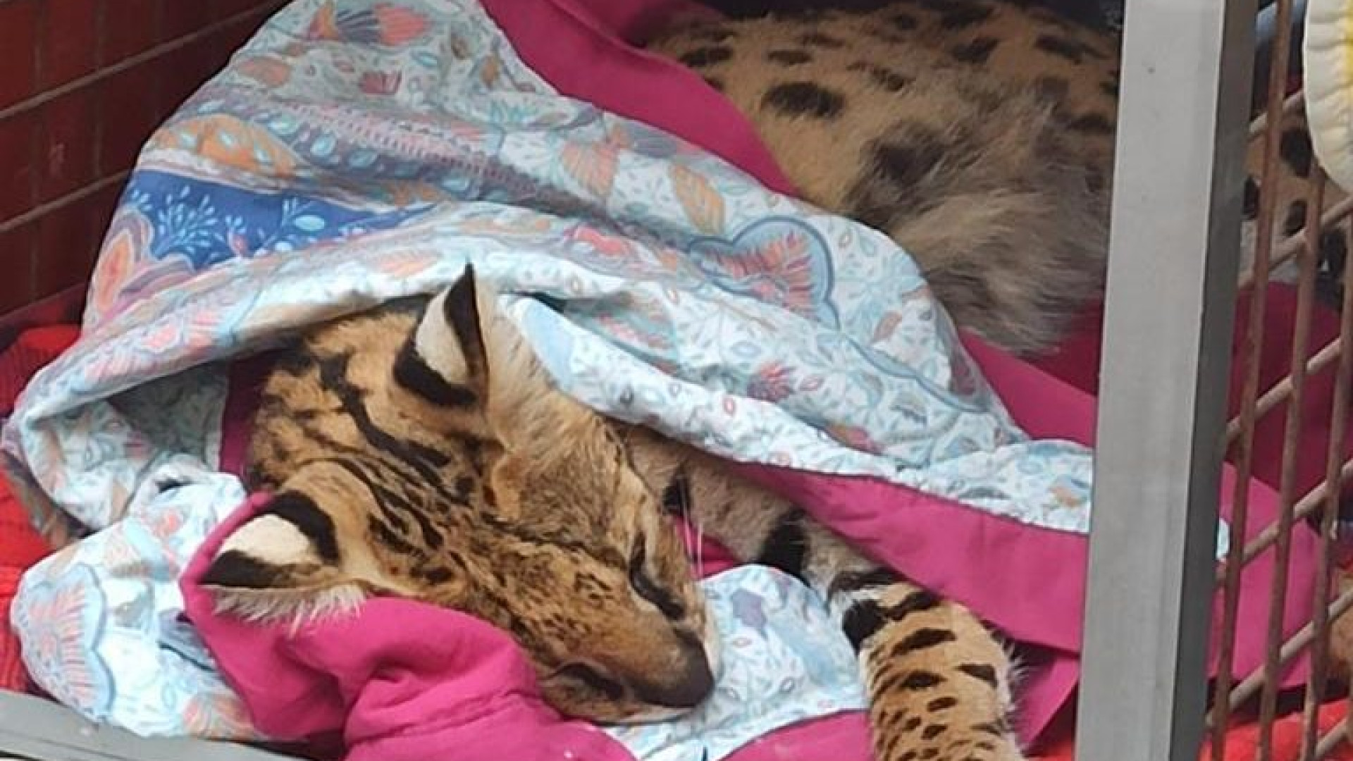 Il felino non è un Savannah, ma un gattopardo africano. Accertamenti dei forestali