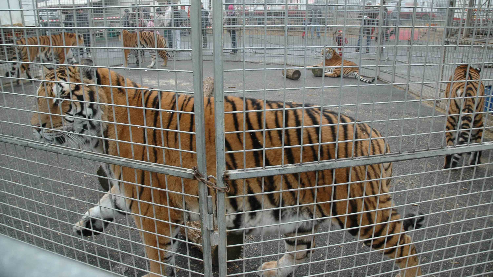 Protesta degli animalisti contro il circo: "Chiediamo una legge"