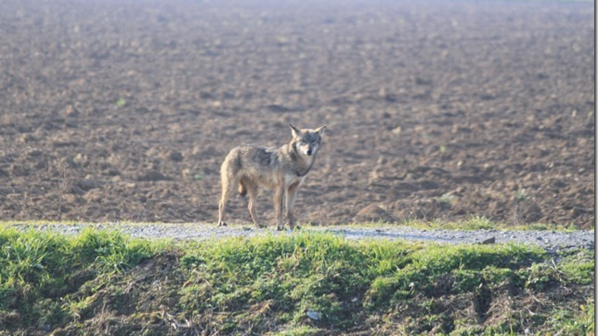 "Un lupo a soli 200 metri dalle case di Settima" LE FOTO
