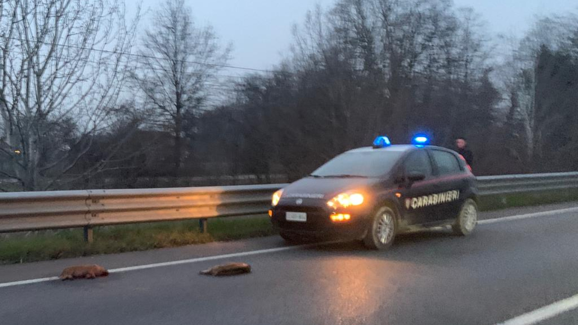 Branco di cinghiali attraversa la tangenziale sud: tre cuccioli investiti e morti