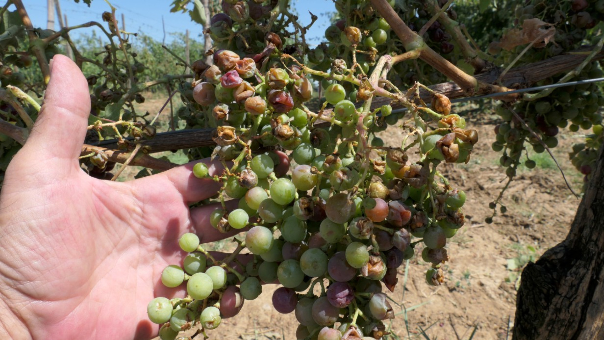 Grandinata in Val Tidone: colpito un terzo dei vigneti di bonarda, barbera e malvasia
