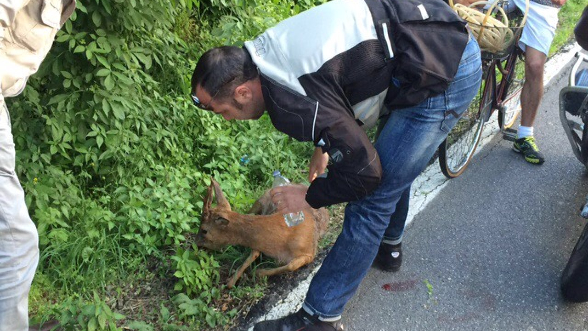 Ancora caprioli sulla Statale 45: investito da un'auto, una zampa fratturata