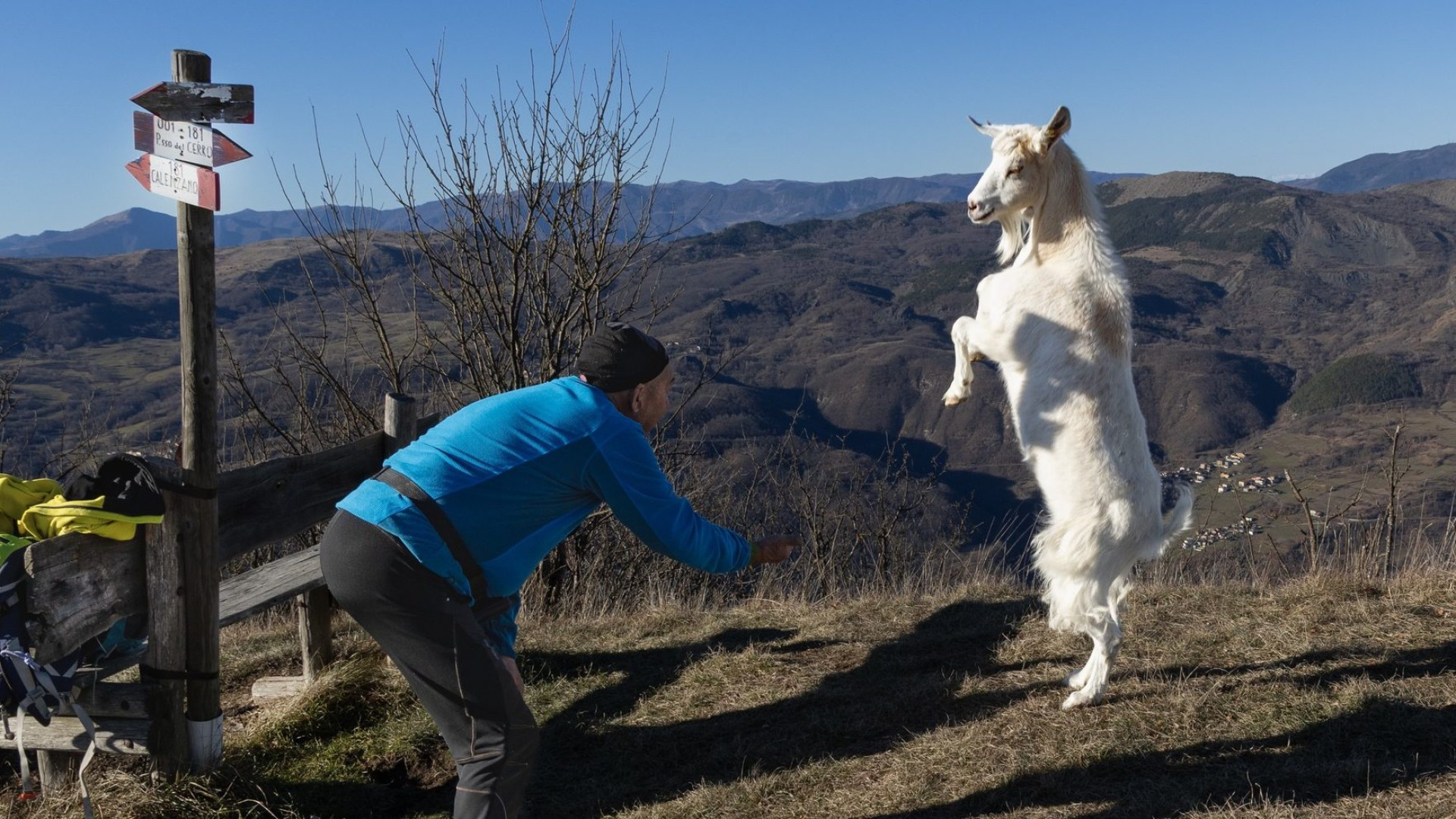 C'è una capra bianca che "danza" sul monte Osero: |la mascotte della Valperino