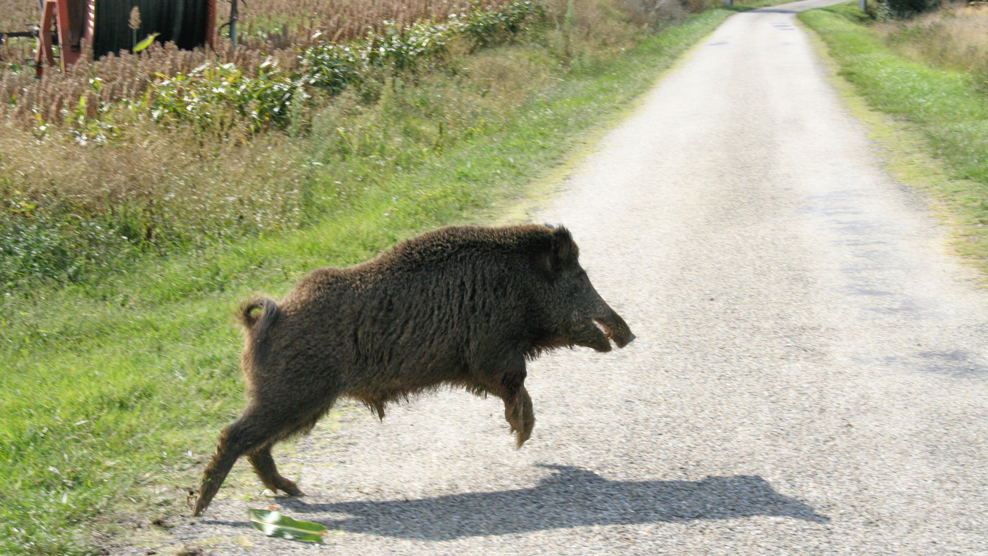 Motociclista colpito da un cinghiale fa causa alla Provincia per 25 mila euro