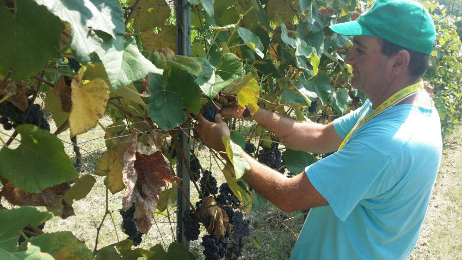 Annata eccezionale per l'uva da tavola. Il viticoltore: "Sempre più richiesta"