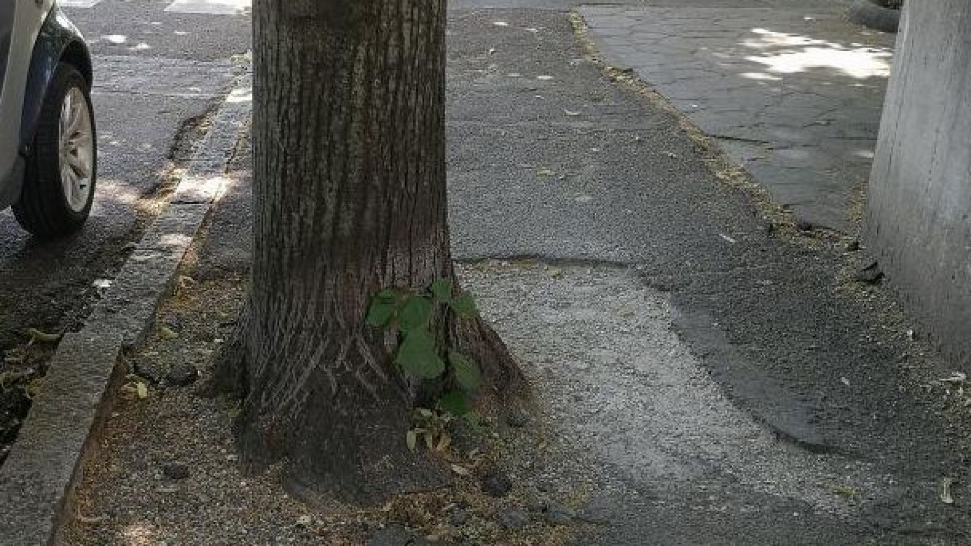 Riqualificati i marciapiedi di via Emmanueli: lavori in corso in altre zone