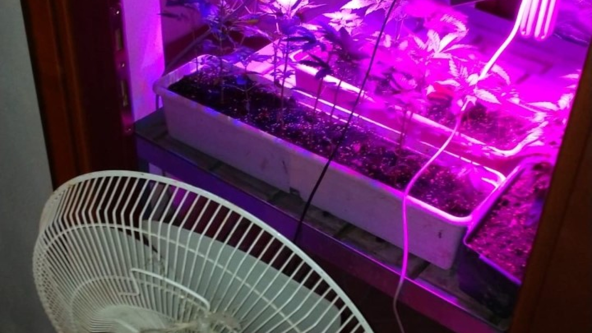 Coltivava marijuana vicino al suo agriturismo: gestore arrestato dai carabinieri