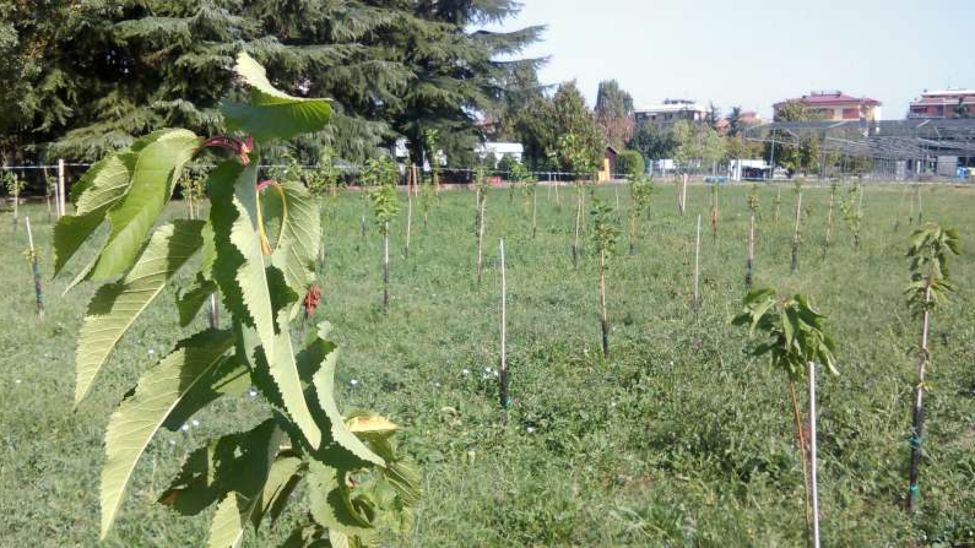 Riforestazione della città, dal Comune alberi gratis per chi abita a Piacenza