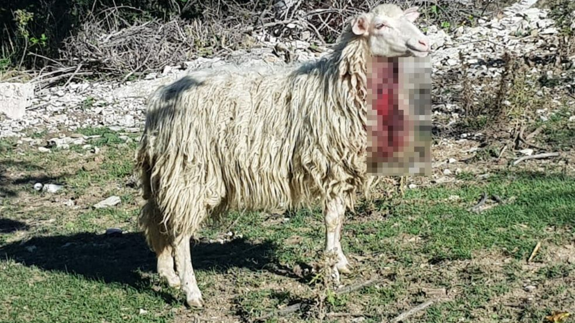 "In due settimane 17 pecore uccise dai lupi". Allevatori disperati