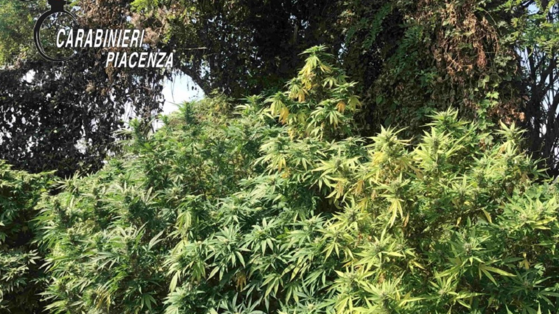Alseno, sorpreso a coltivare una piantagione di marijuana: 56enne arrestato