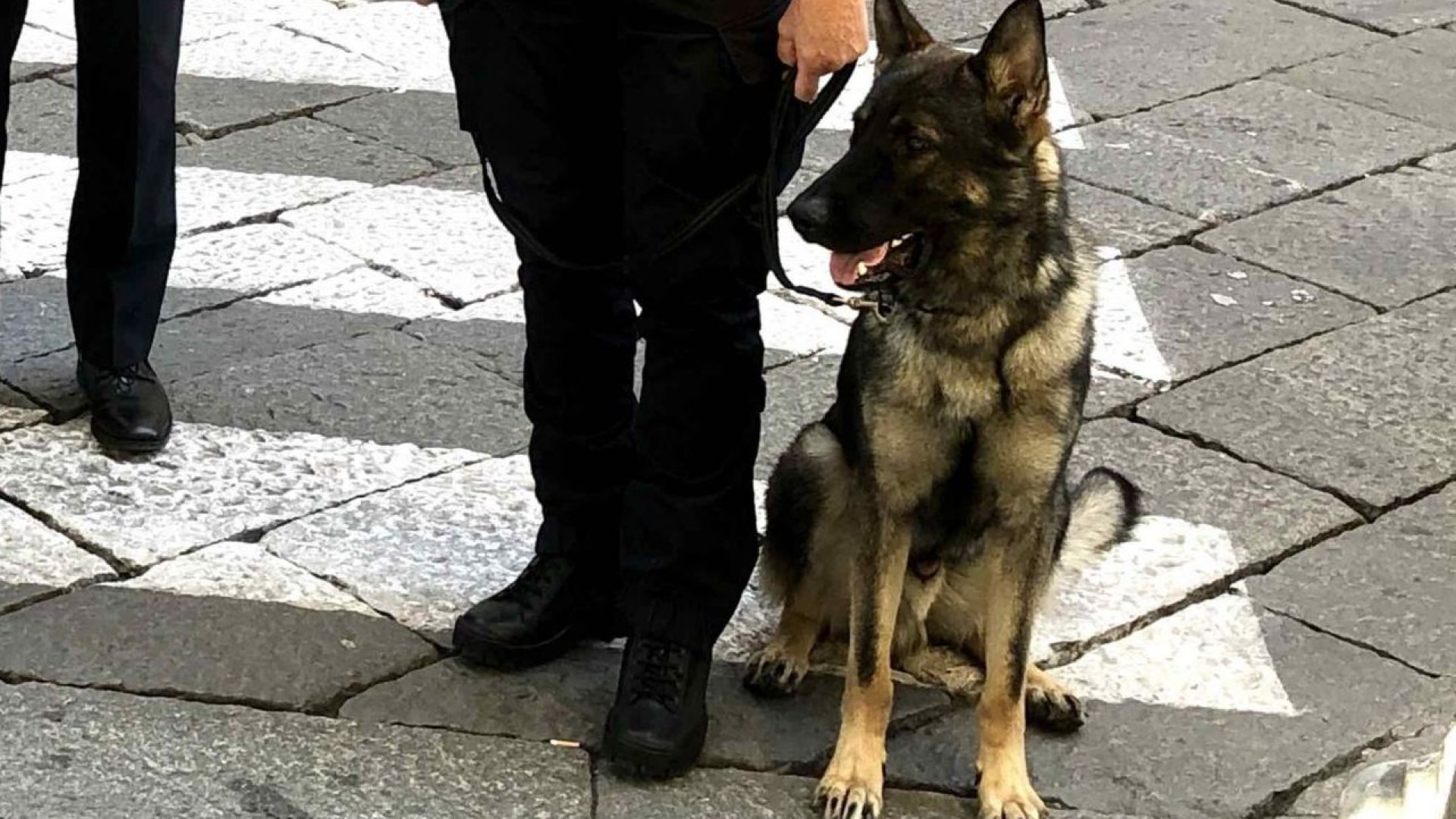 Cane Ector, Soresi: "Sindaco e assessori donino gli aumenti di indennità"