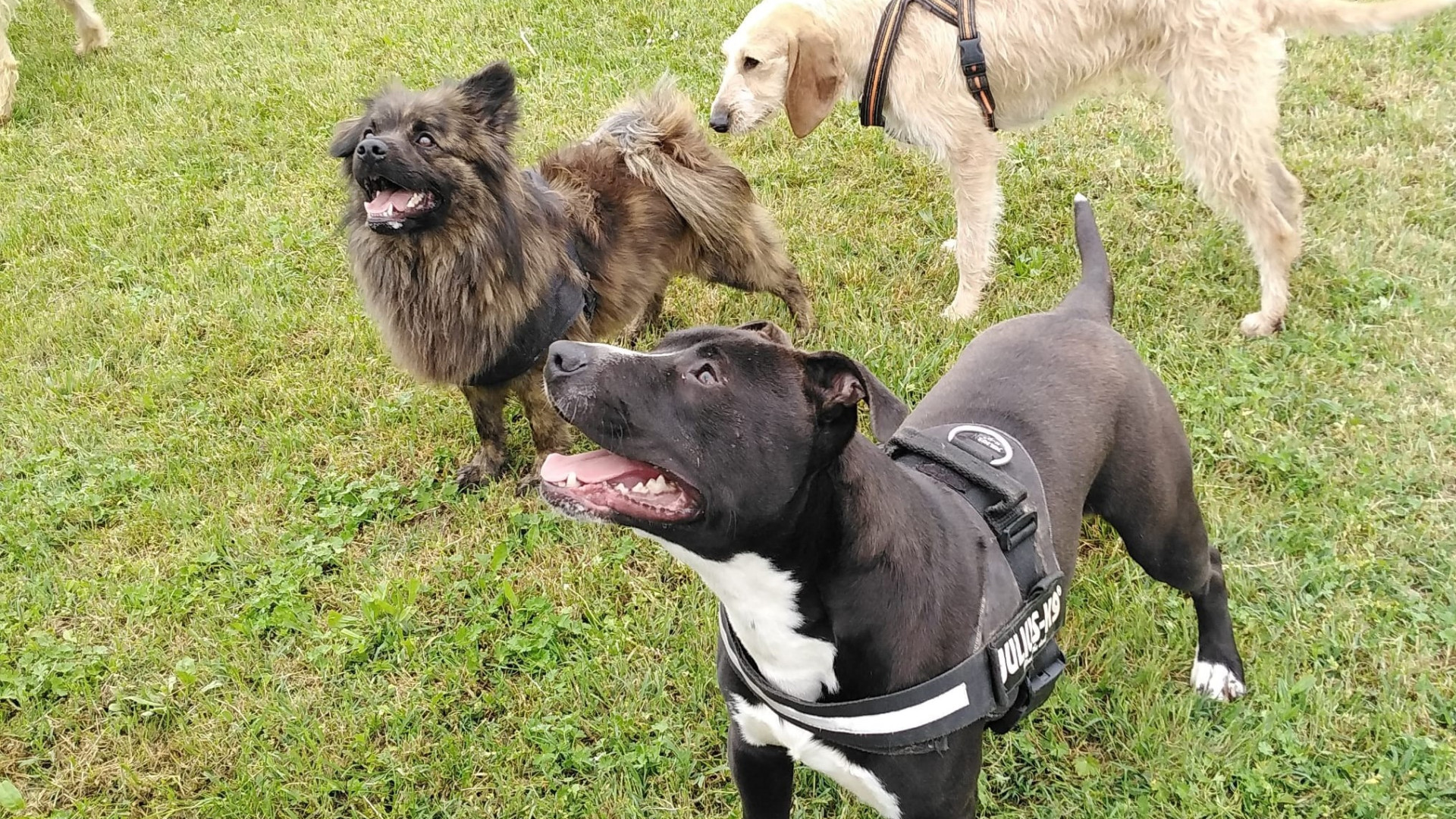 Giornata mondiale del cane, a Piacenza sono quasi 40mila