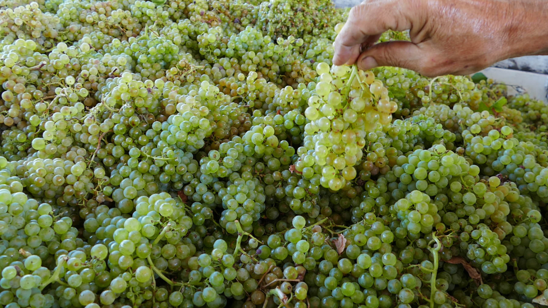 Cantina Valtidone, fatturato stabile nonostante la pandemia