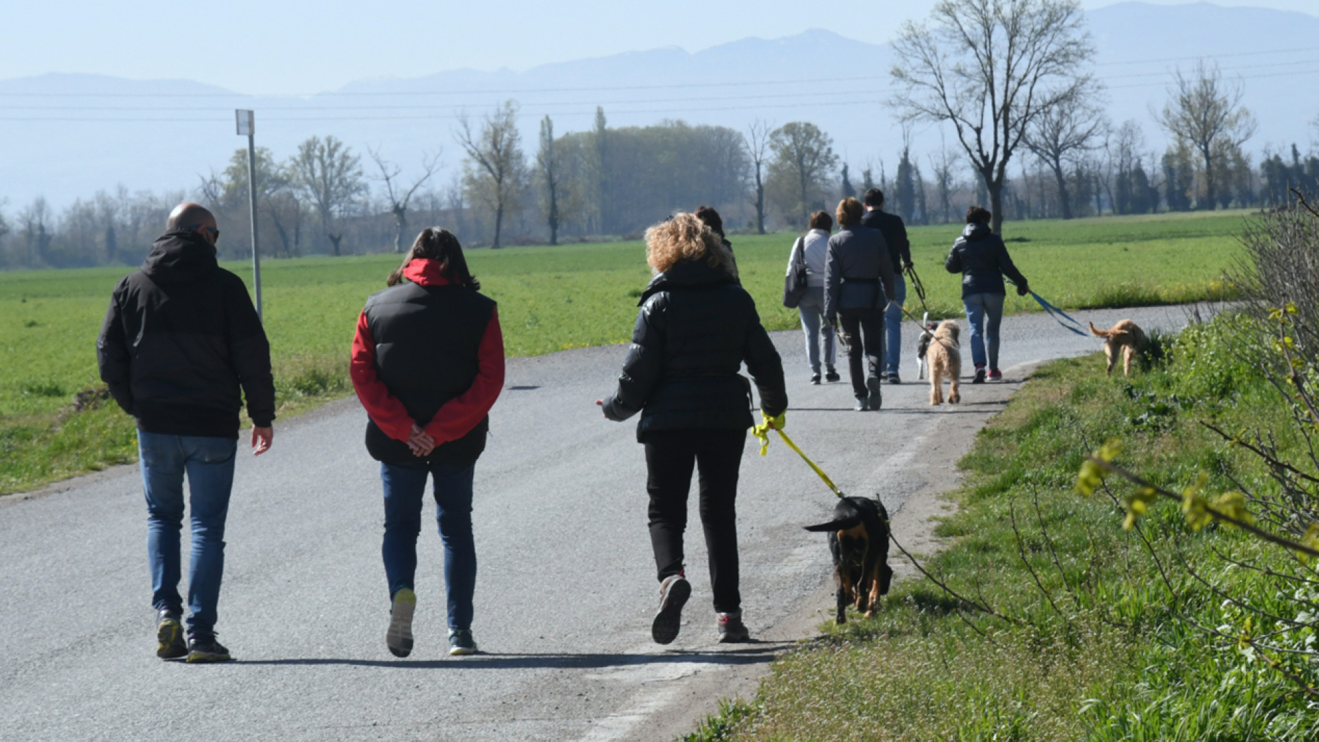 Al canile cittadino 26 pitbull e 10 cani "morsicatori": "Nessuno li vuole adottare"