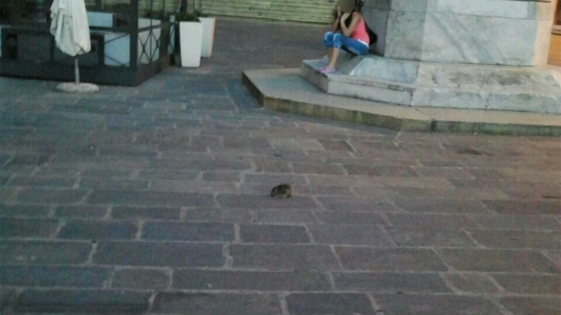 Topi tra le case in via XXI Aprile. Segnalati anche in Piazza Cavalli