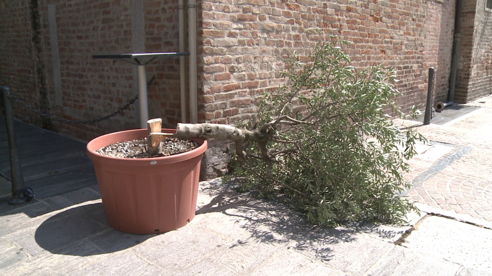 Vandali tagliano l'ulivo di un bar in centro: "Degrado e insicurezza in aumento"