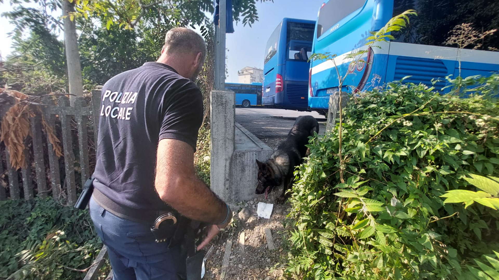 Scovati 11 grammi di droga a Piacenza grazie ai cani Viktor e Devil della polizia locale