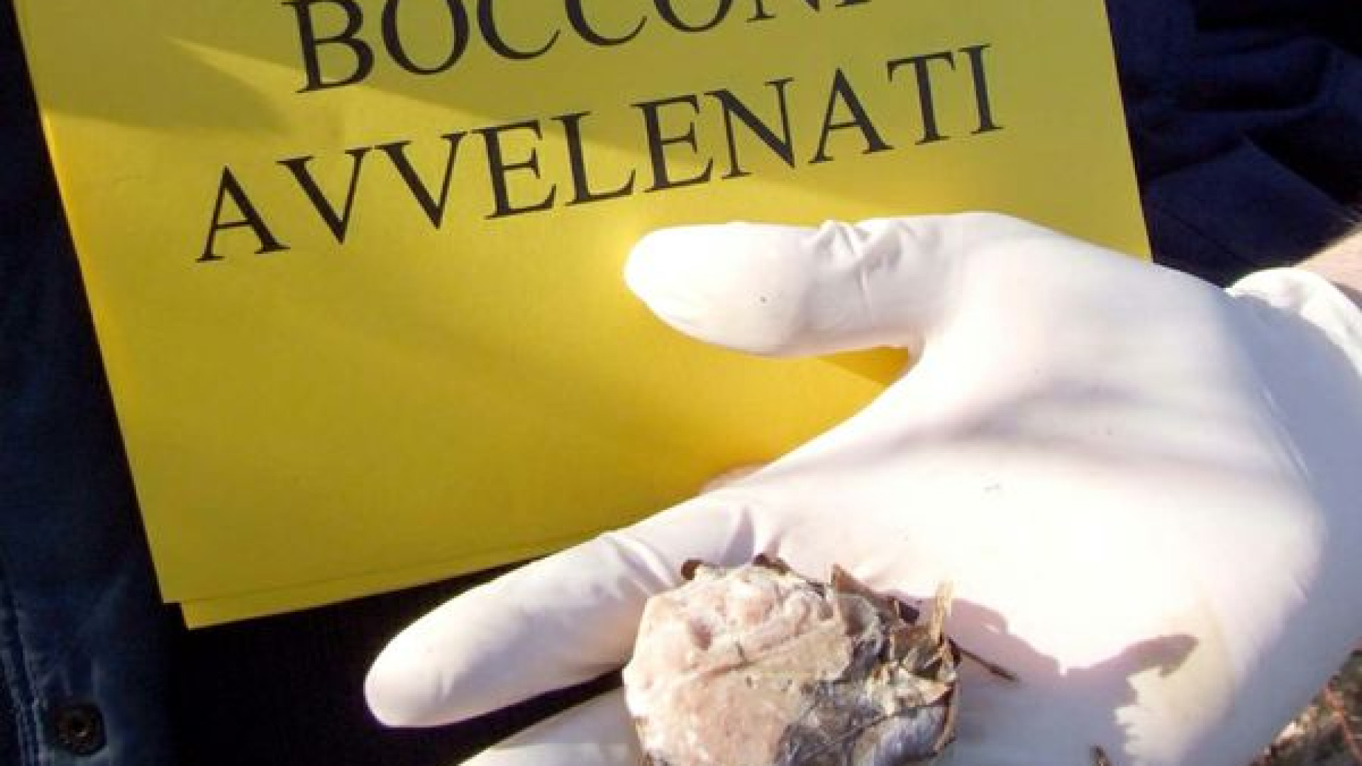 "Attenzione ai bocconi avvelenati". Ordinanza del comune di Gossolengo