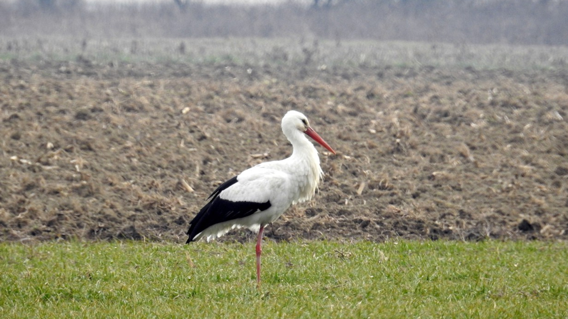 Tutela delle specie rare, censiti gli uccelli acquatici che svernano in zone umide
