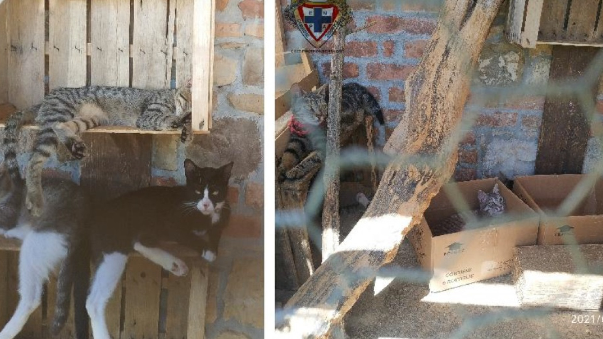 Lascia i gatti al sole in una piccola gabbia: condannato per maltrattamenti