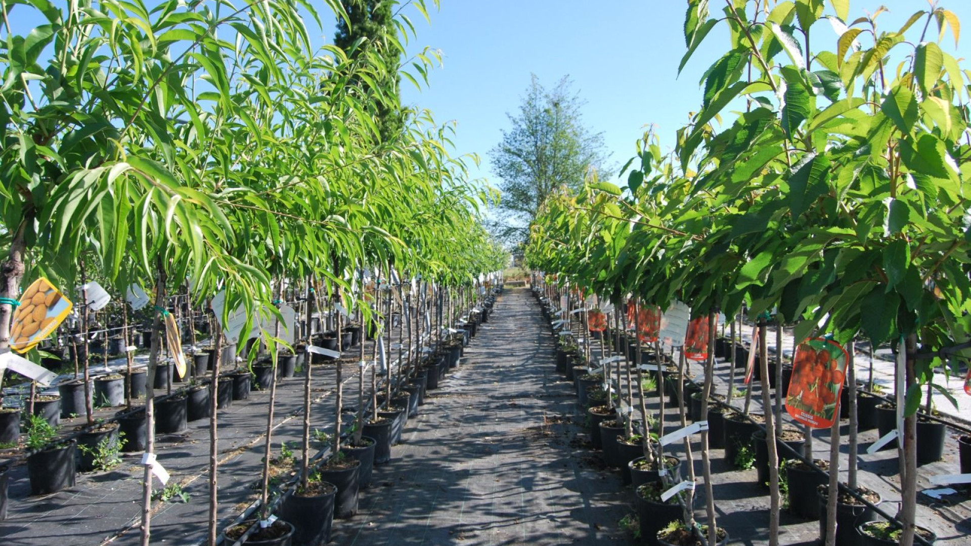 "Mettiamo radici per il futuro", ma nel Piacentino il progetto non attecchisce