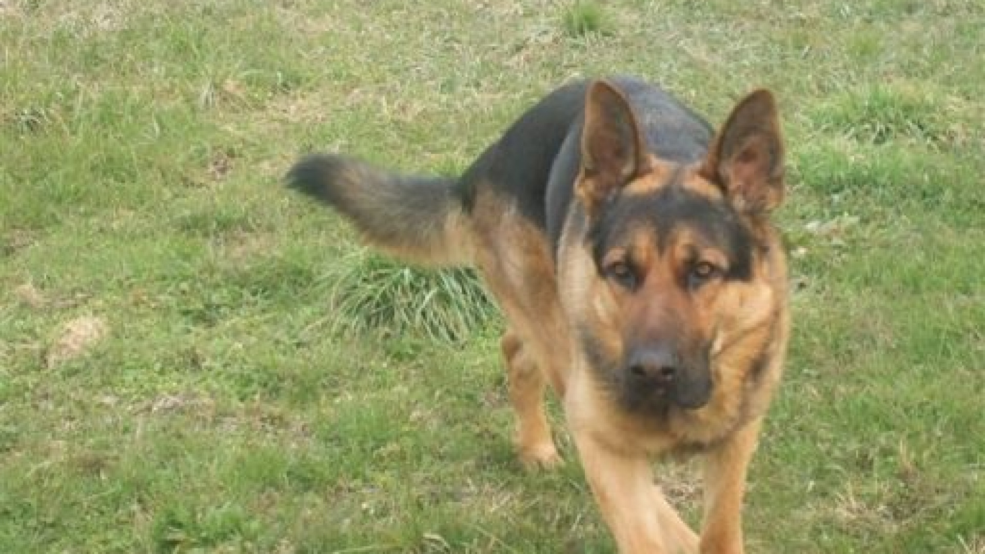 Premio a quattro cani piacentini: soccorse decine di persone