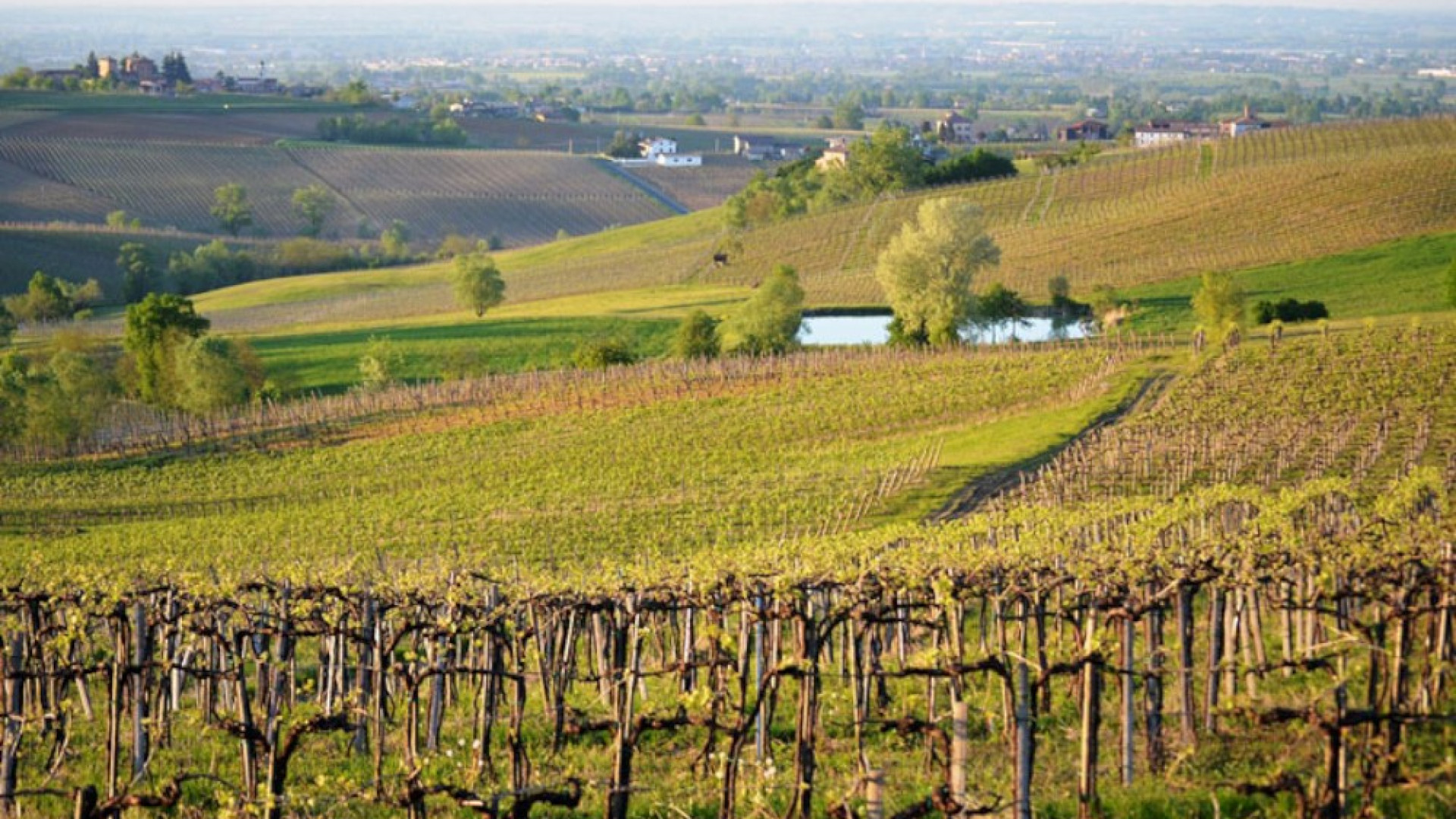 Contributi all'agricoltura e proroghe per i vigneti: le misure della Regione