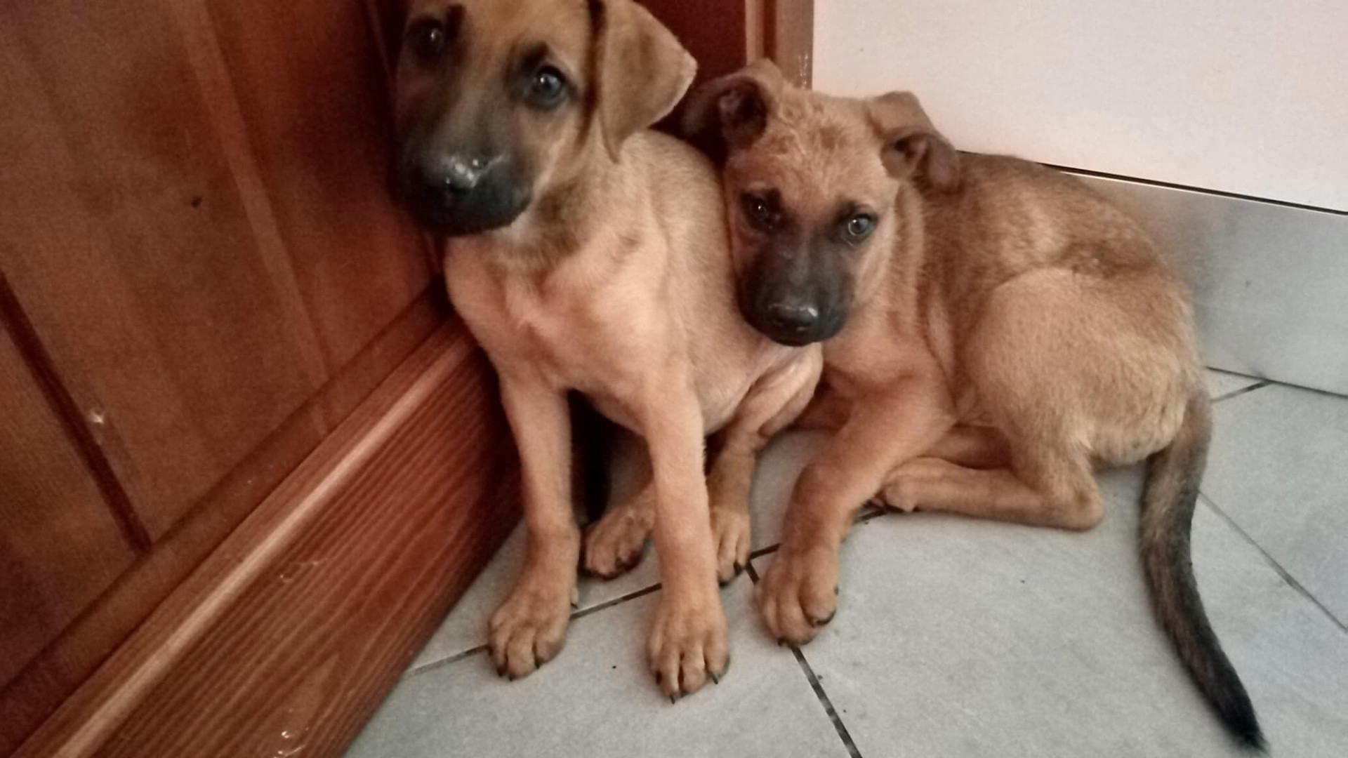 In pochi giorni dieci cani smarriti o abbandonati a Bobbio. "Aiutateci"