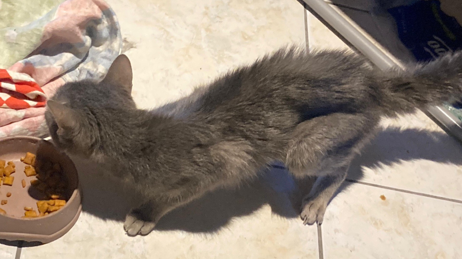 Abbandona il gatto per un mese senza cibo: animale salvato dai carabinieri