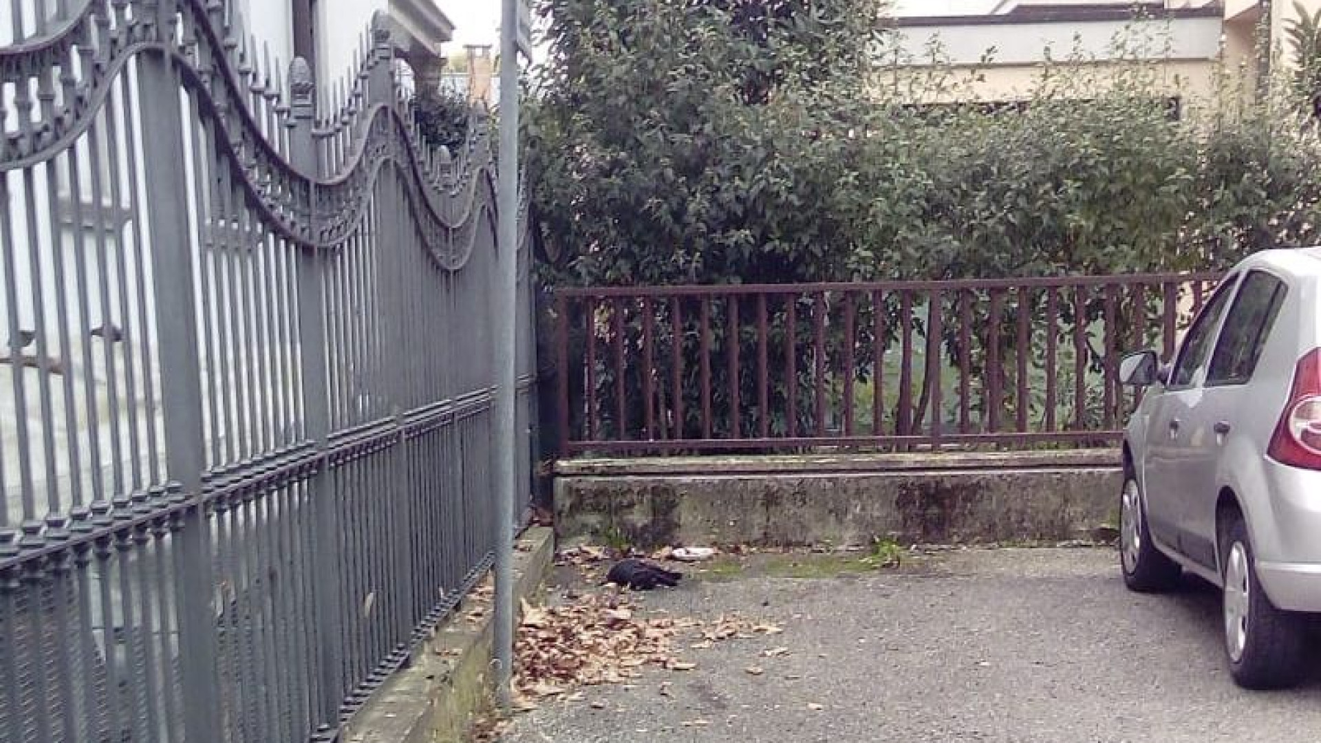 Bocconi avvelenati fanno strage di gatti a Fiorenzuola: morti almeno quattro animali